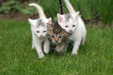 kittens image
